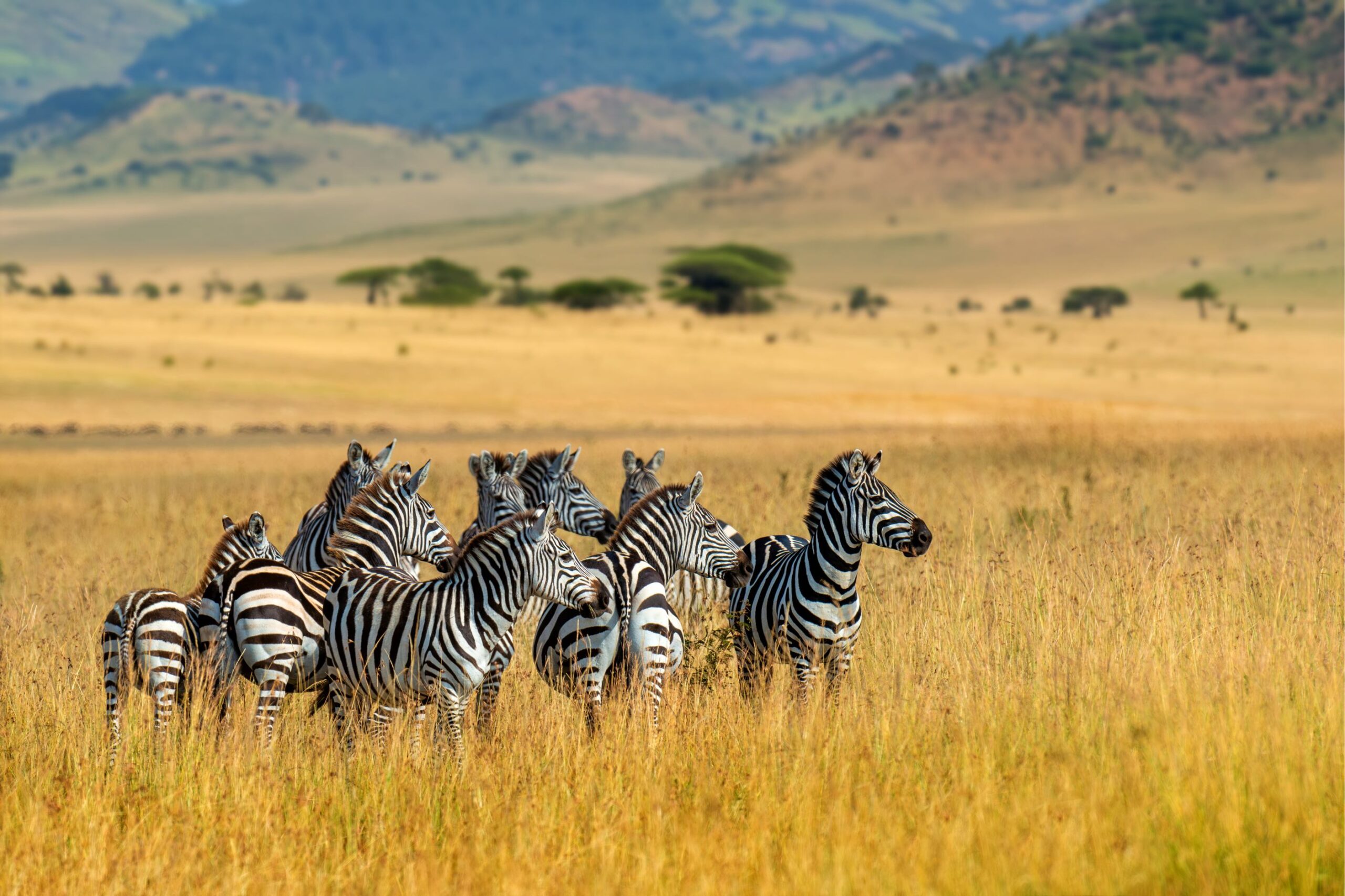 How Many Days for Tanzania Safari?