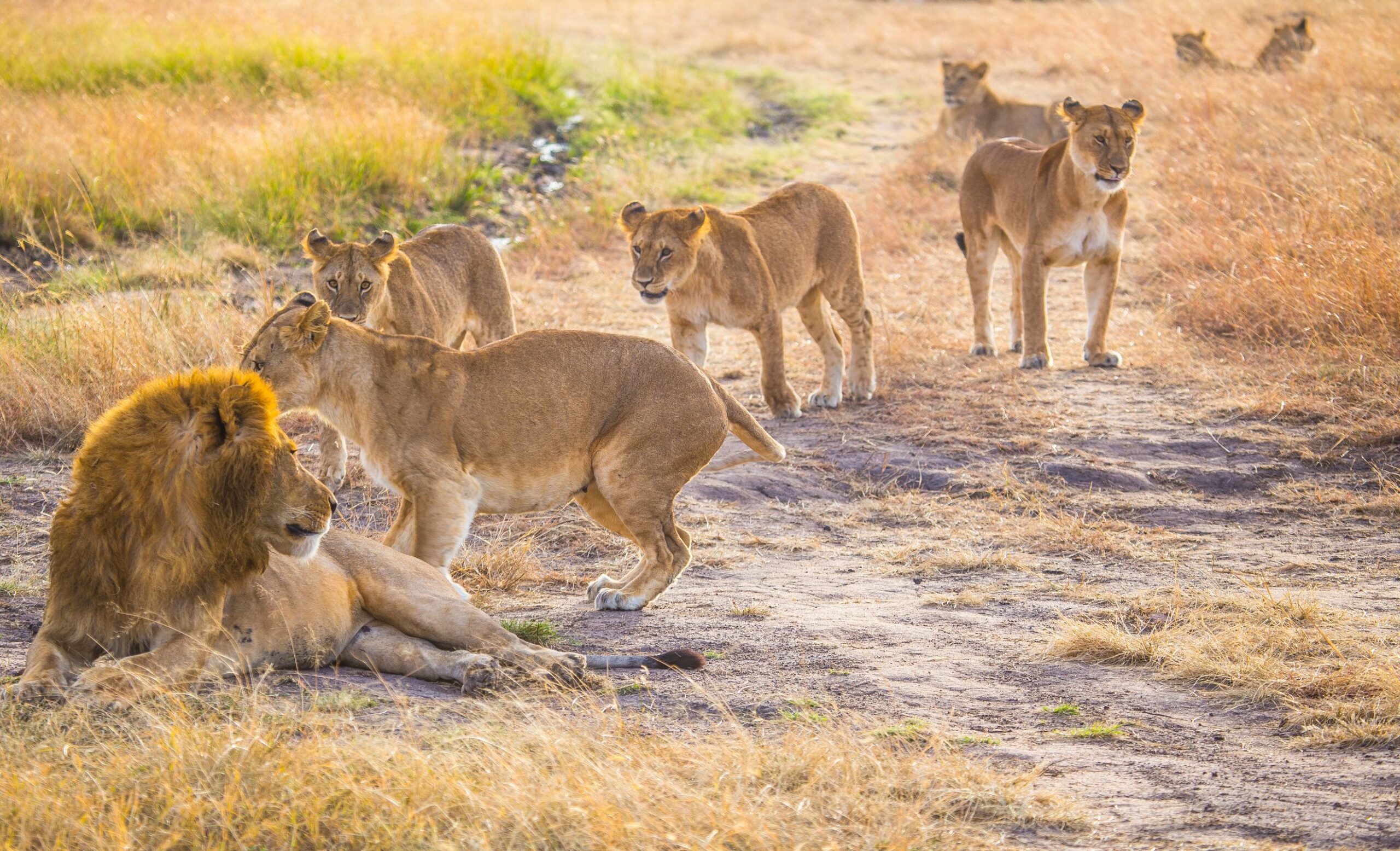 How Many Days for Tanzania Safari? (2026, 2027 & 2028 Complete Guide)