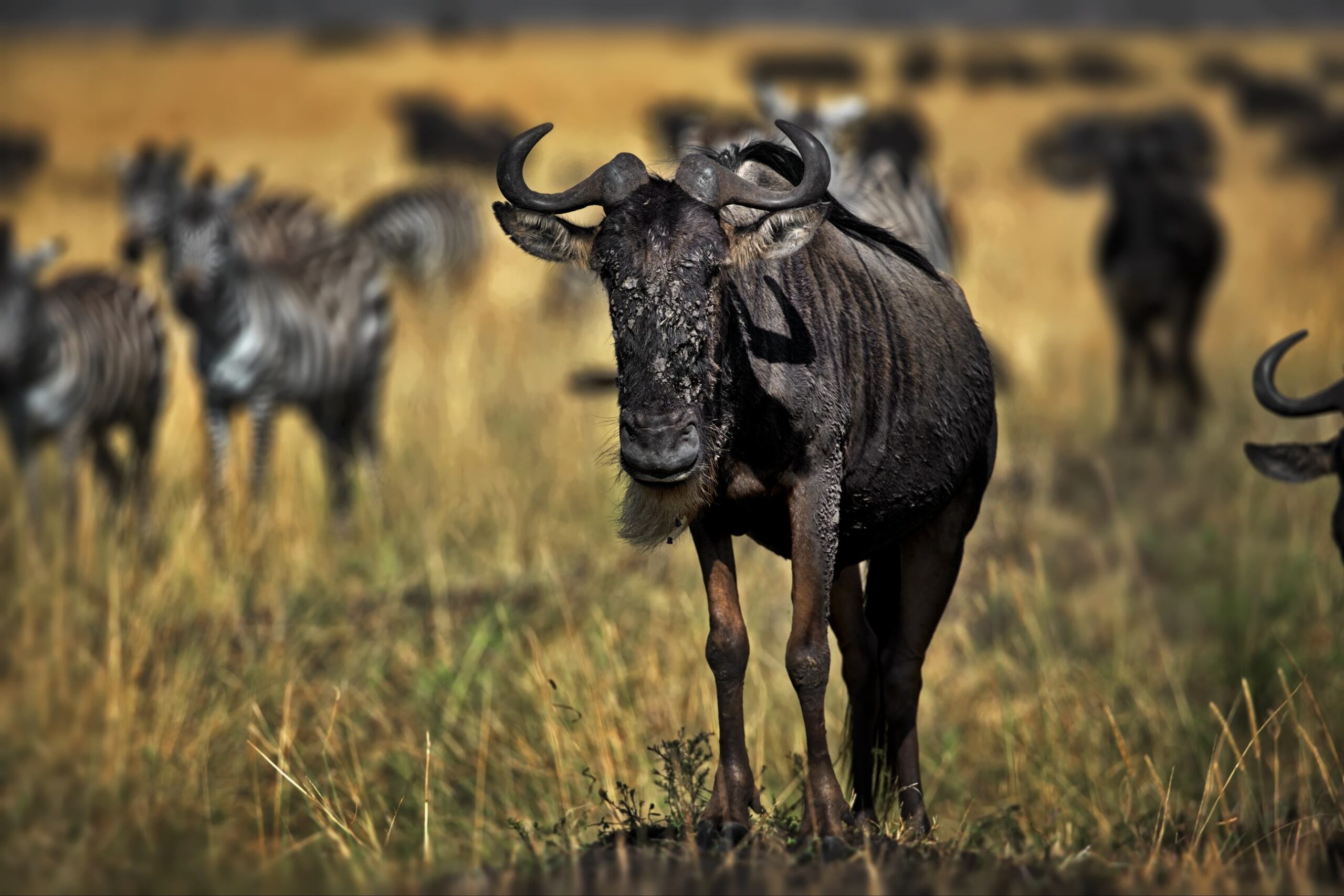 6 Days Serengeti Migration Safari – Ultimate Great Migration Experience