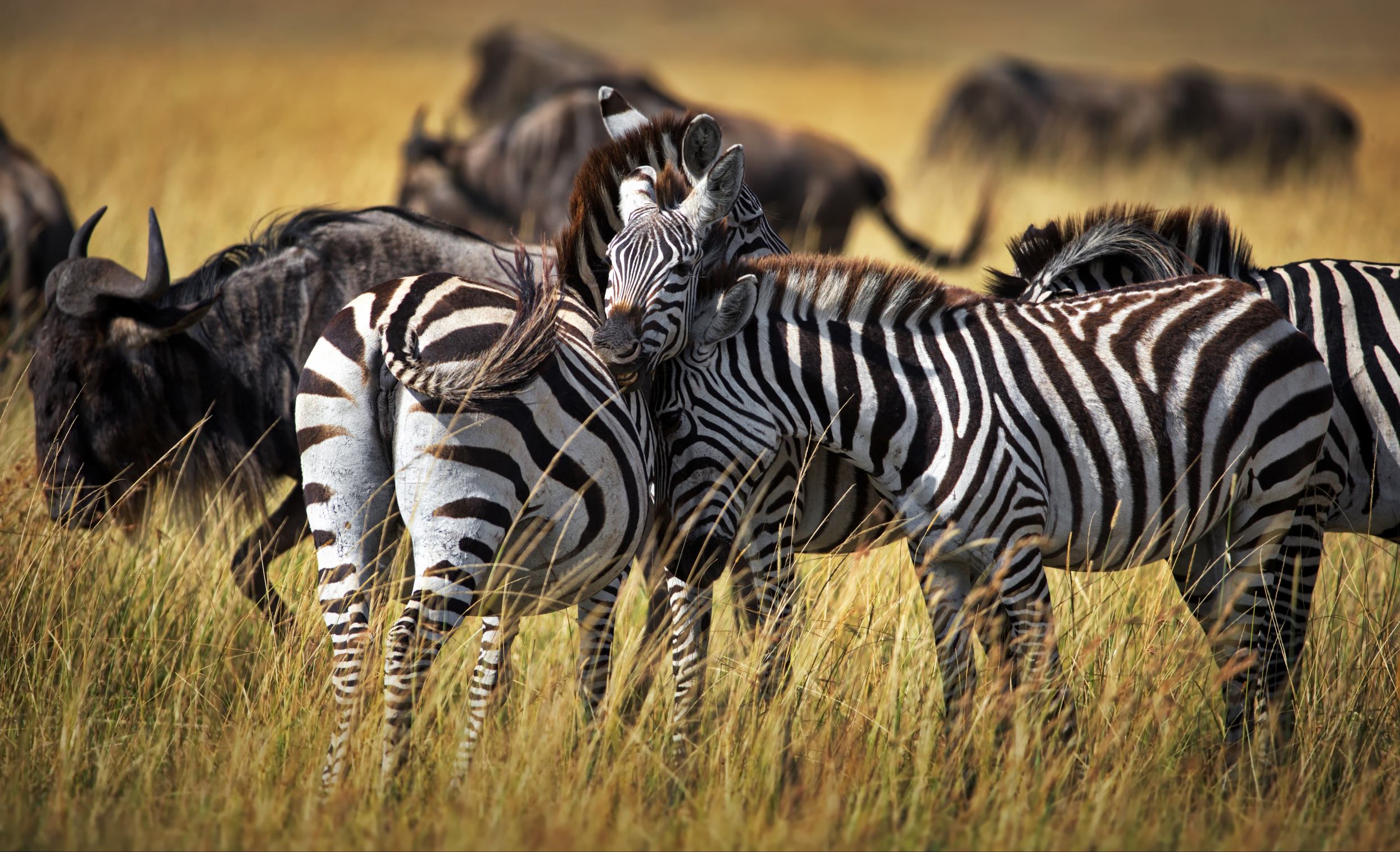 8 Days Luxury Tanzania Safari – Ultimate Premium Serengeti & Ngorongoro Experience