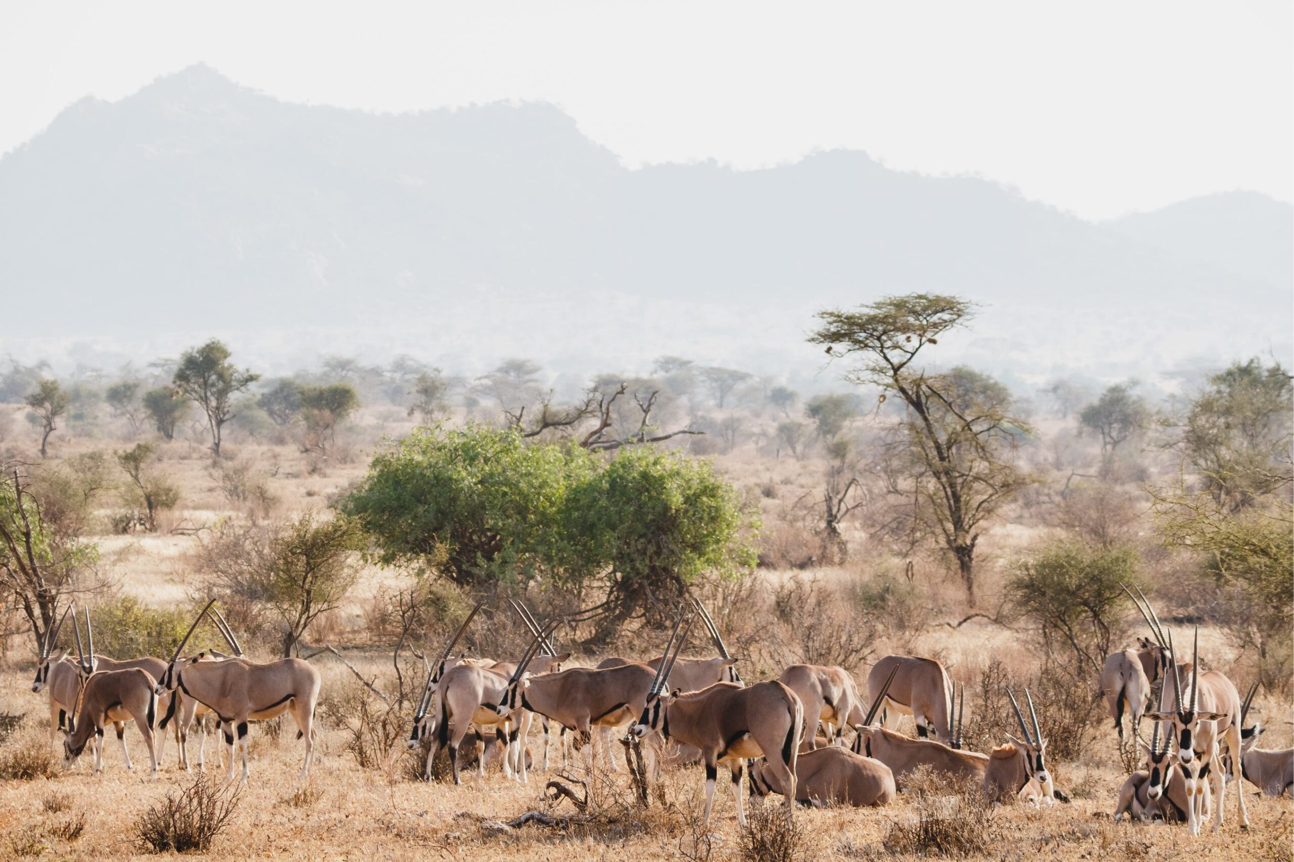 14 Days Tanzania Grand Safari – Ultimate Complete Wildlife & Cultural Experience