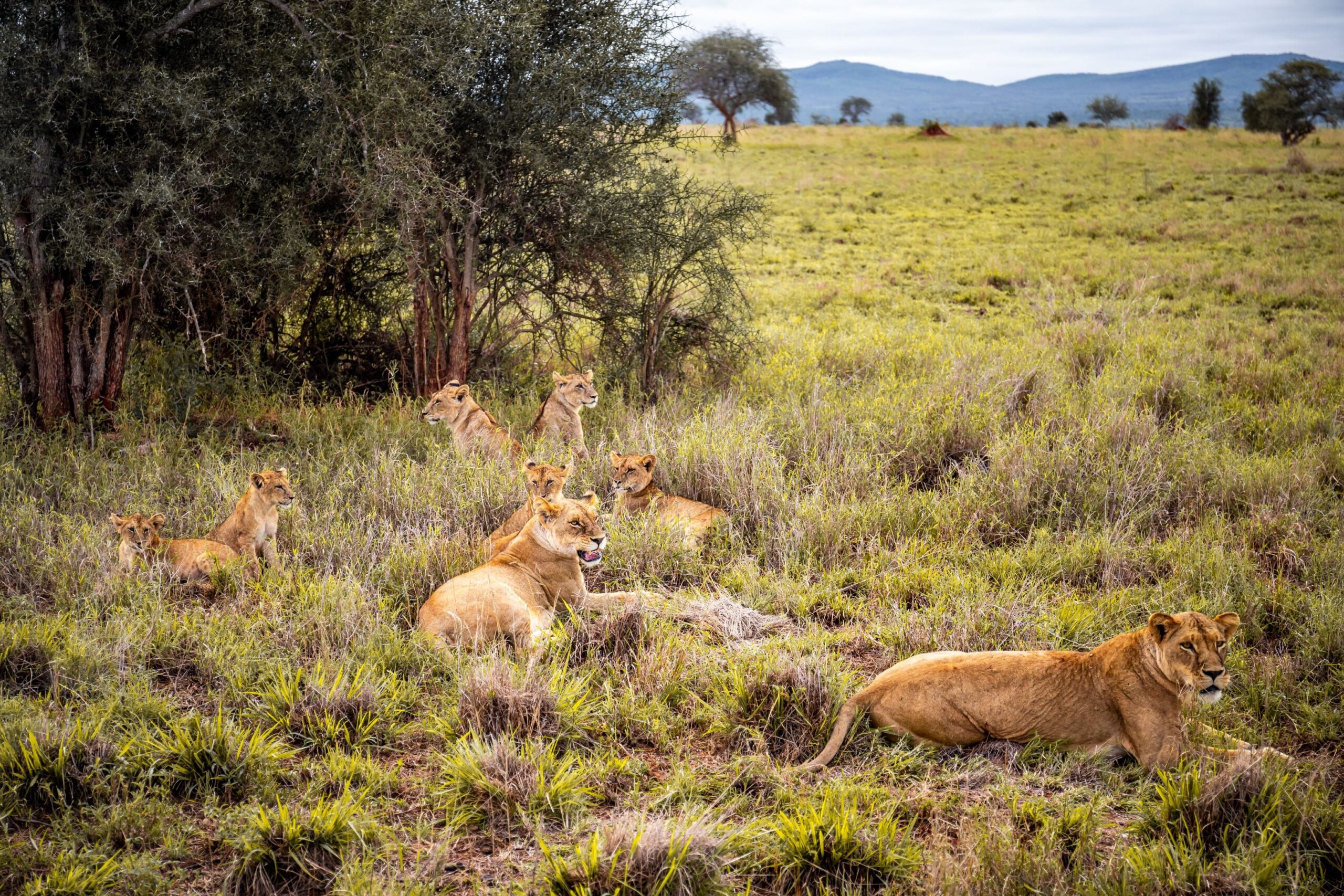 9 Days Tanzania Safari – Complete Northern Circuit Wildlife Adventure