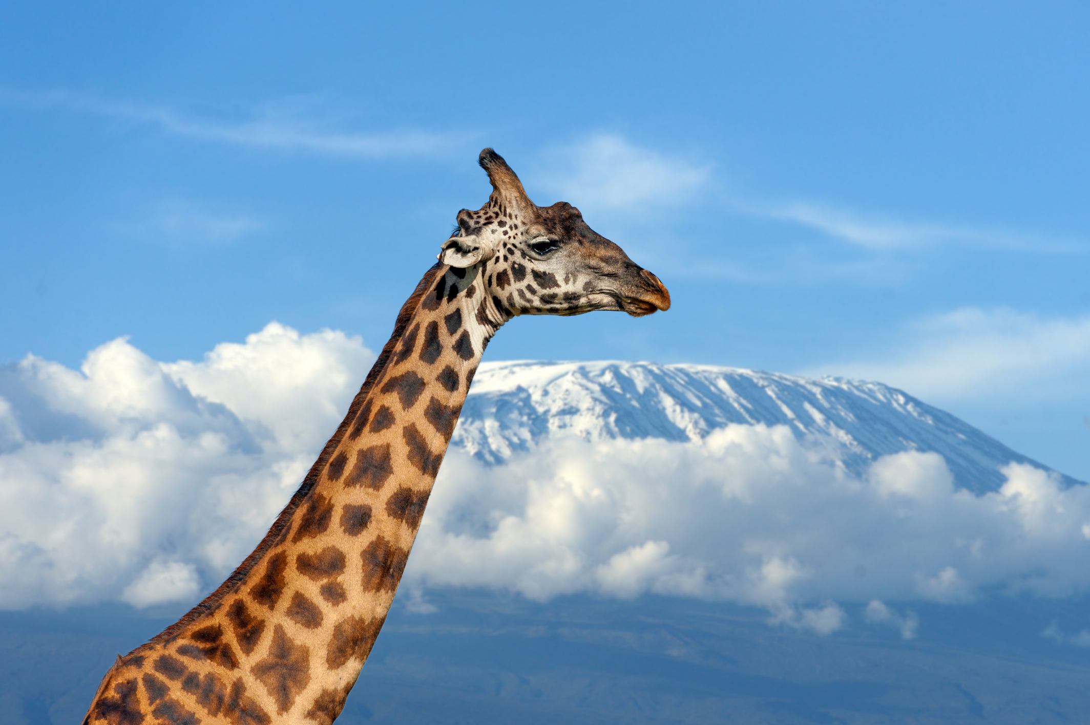 12 Days Tanzania Safari & Kilimanjaro – Ultimate Wildlife & Trekking Adventure