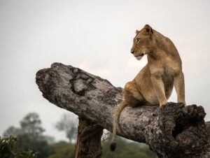 Tanzania Safari Packing List (2026, 2027 & 2028 Guide)