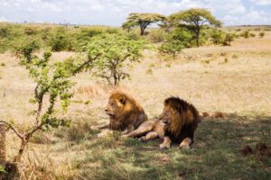 Tanzania Safari Packing List (2026, 2027 & 2028 Guide)