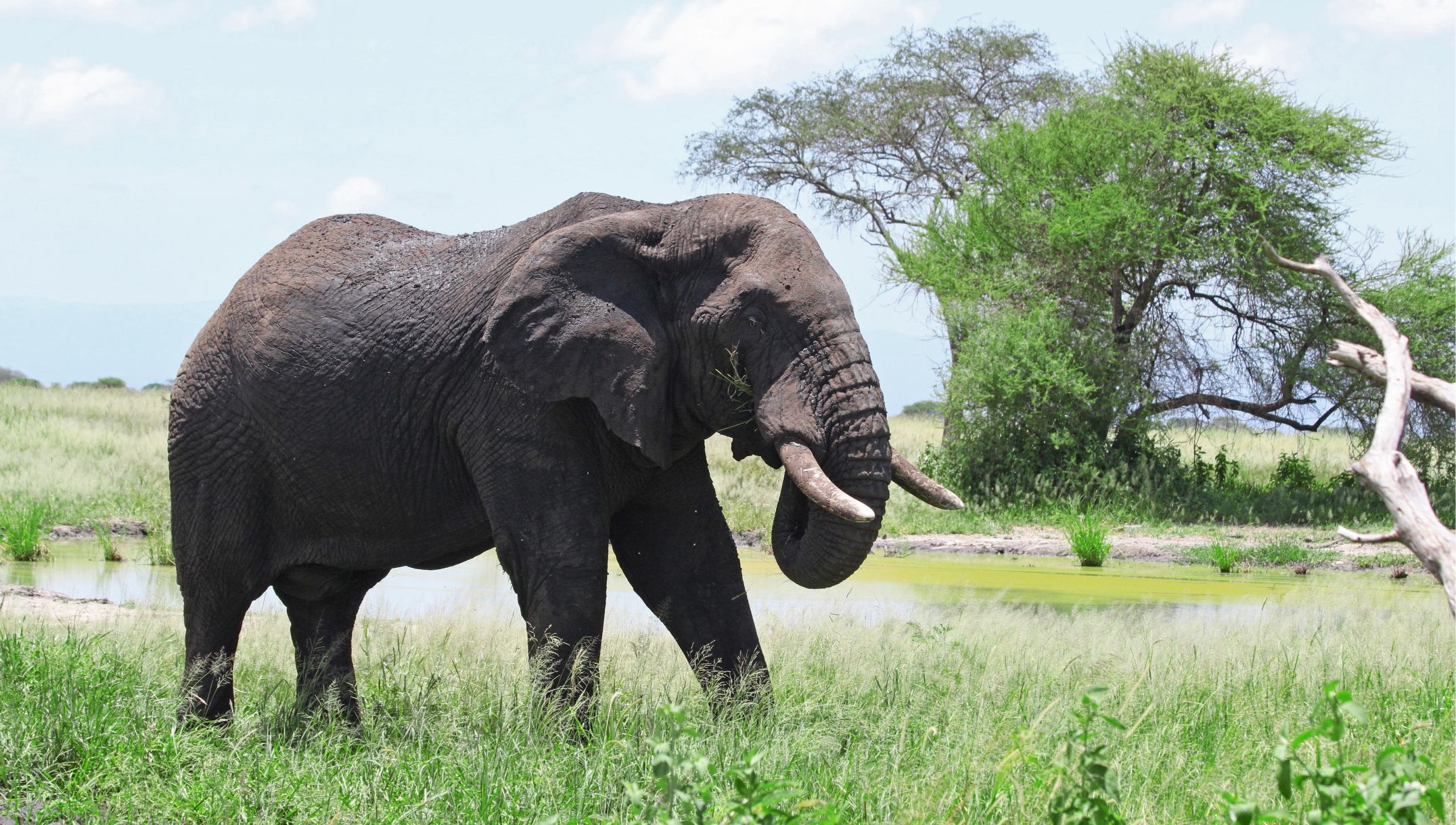 6 Days Tanzania Safari