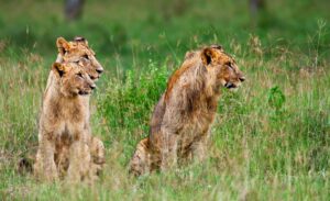 Serengeti vs Ngorongoro – Which is Better for Safari