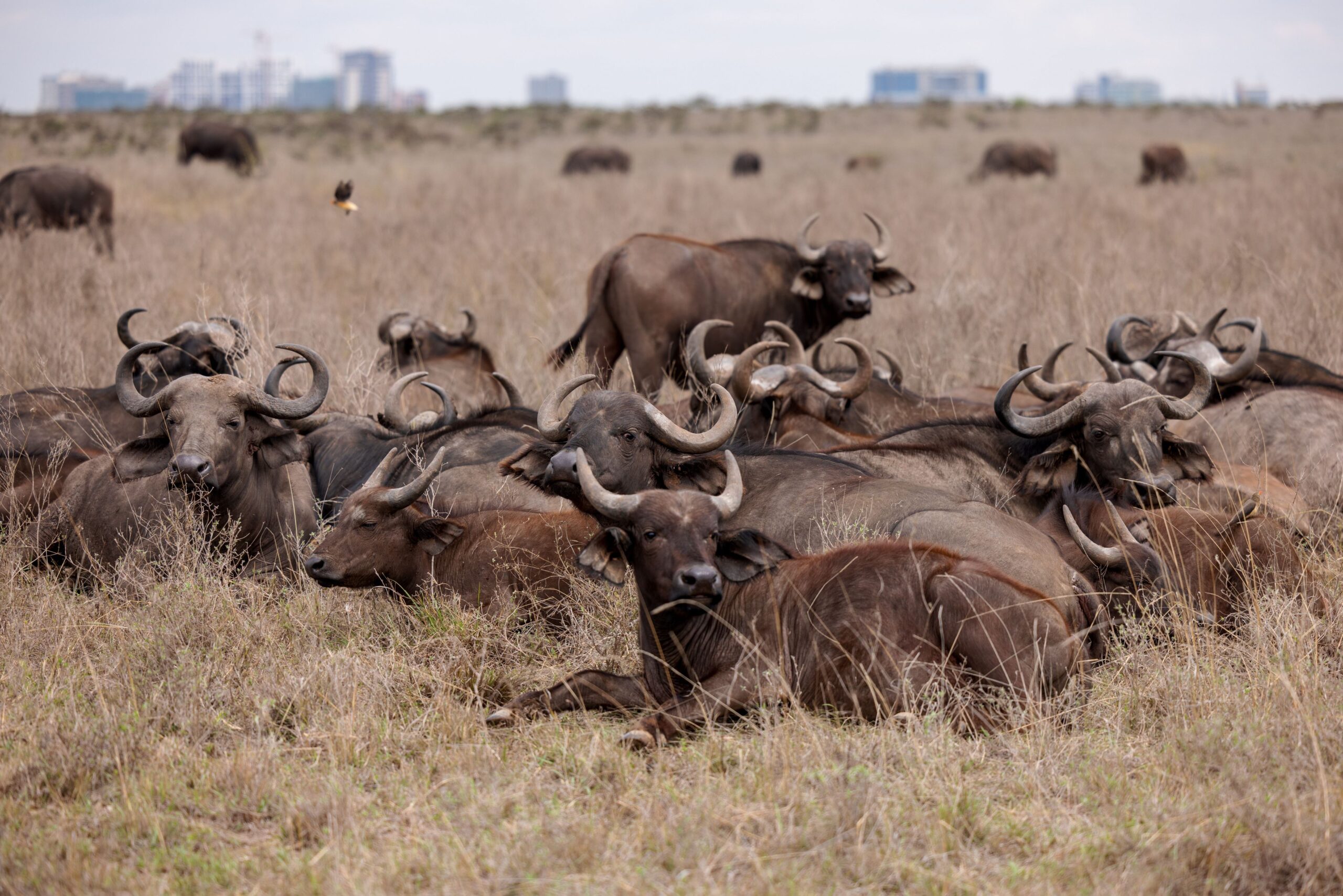 How Many Days for Tanzania Safari?