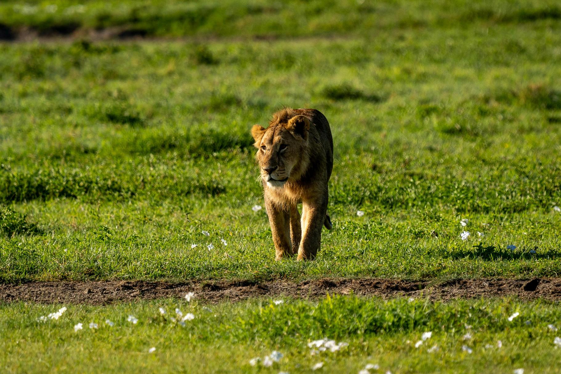 Ngorongoro