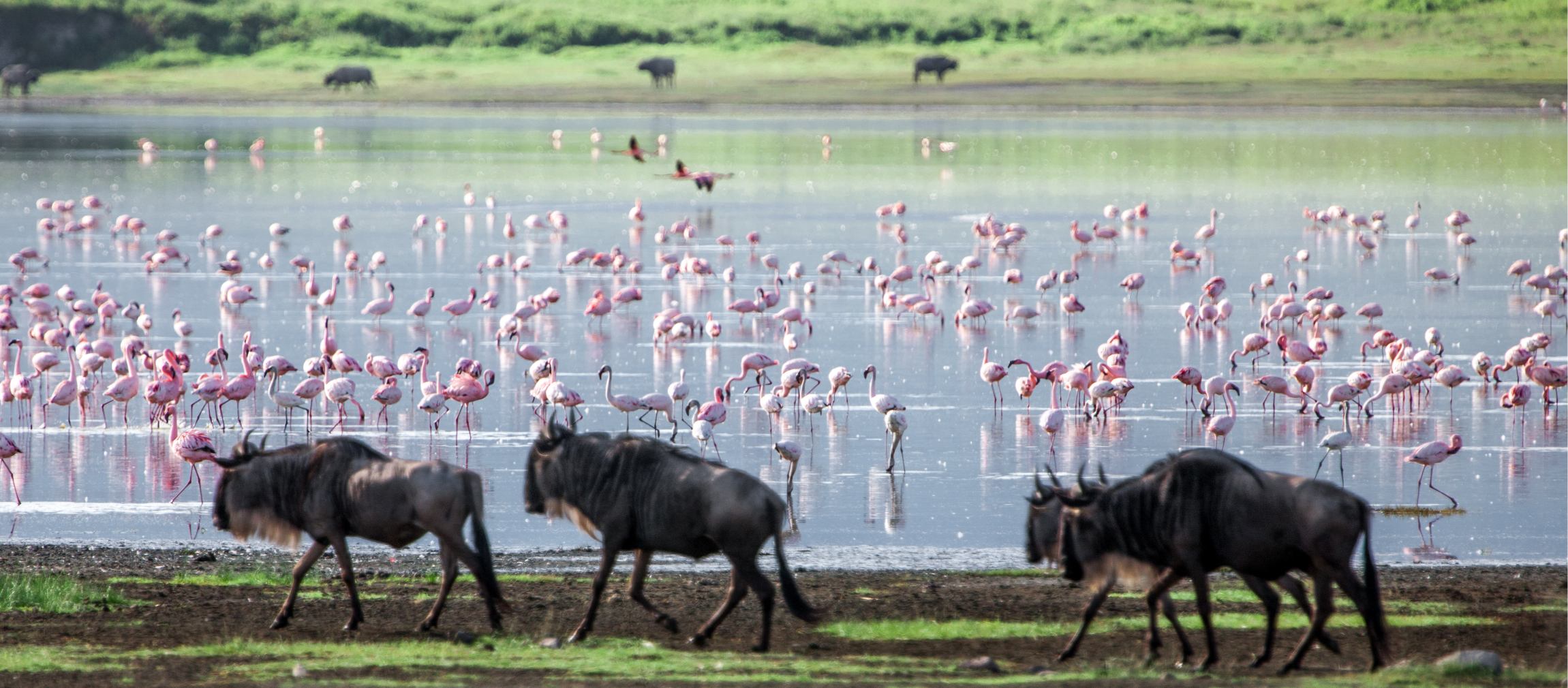 Serengeti vs Ngorongoro – Which is Better for Safari