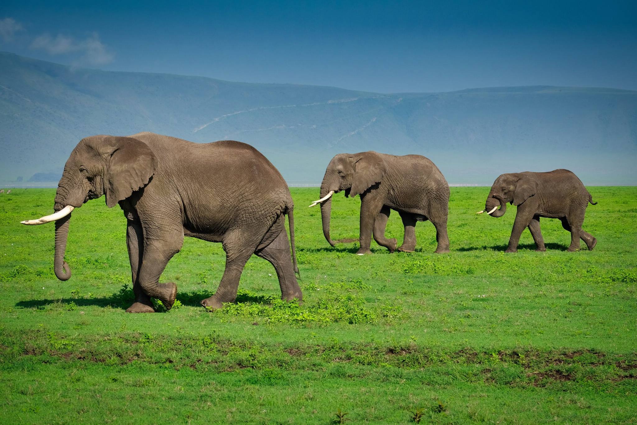Ngorongoro Crater Day Trip – Best Big Five Safari