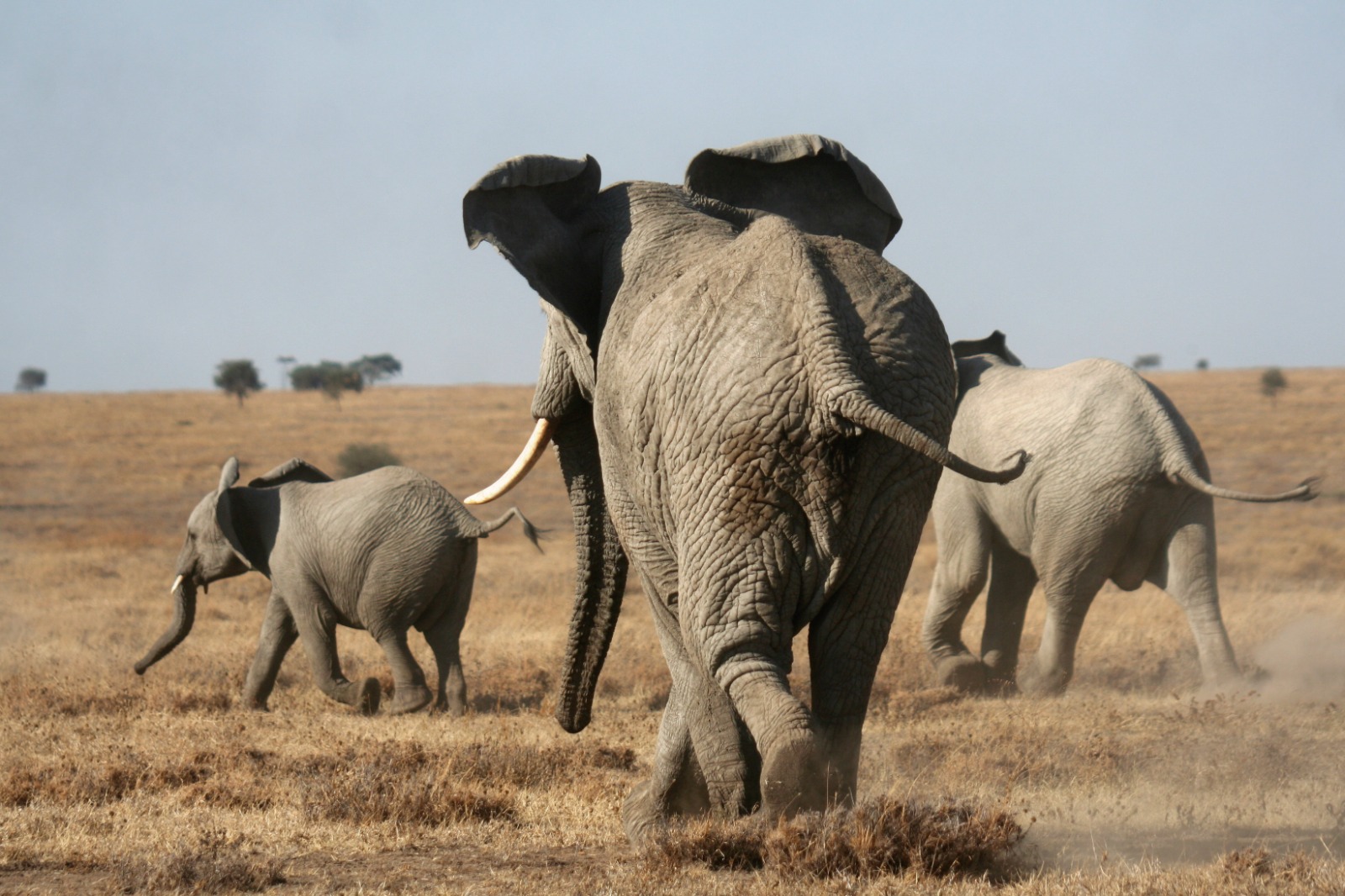 Tanzania wildlife safari